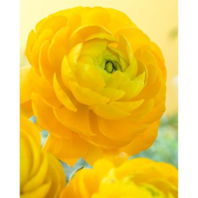 Van Zyverden Double Yellow Butter Cups Ranunculus, Set of 25 Bulbs