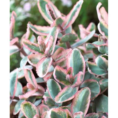Van Zyverden Sedum Winky Garden Succulent Plant, 3 Roots
