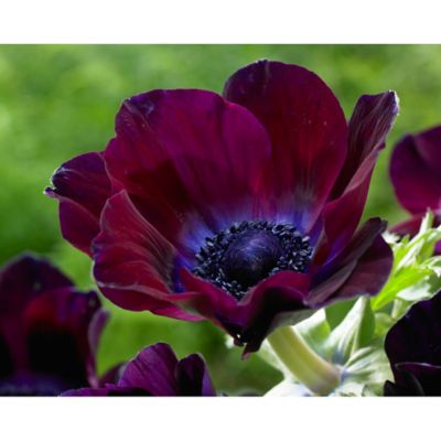 Van Zyverden Meron Bordeaux Wind Flowers Anemones, Set of 25 Bulbs
