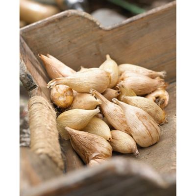 Image showing  Multicolor Grand Freesia and Ranunculus Blend Plants, Set of 25 Bulbs