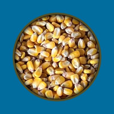 Image showing  Deer Corn Feed, 40 lb. Bag