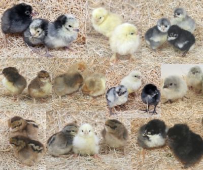 Image showing  Live Choice Rare Baby Chicks Assortment, 10 ct.