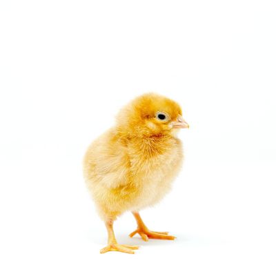 Image showing  Live Calico Princess Chickens, 10 ct. Baby Chicks