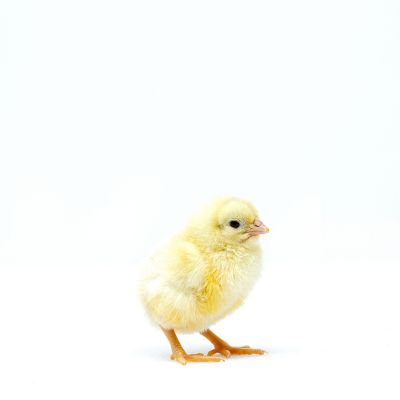 Image showing  Live Calico Princess Chickens, 10 ct. Baby Chicks