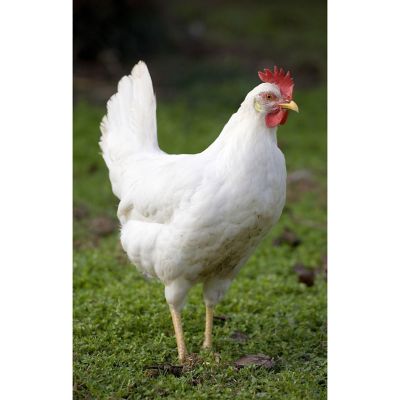 Hoover's Hatchery Live California White Chickens, 10 ct. Baby Chicks