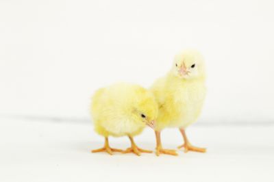 Image showing  Live California White Chickens, 10 ct. Baby Chicks