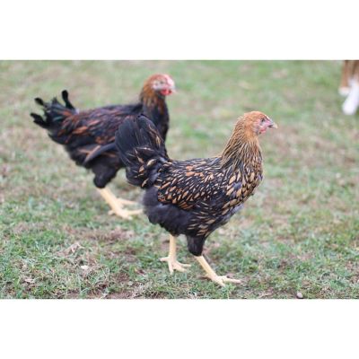 Hoover S Hatchery Gold Laced Wyandotte Chickens 10 Count Baby Chicks At Tractor Supply Co