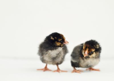 Image showing  Live Gold Laced Wyandotte Baby Chicks, 10 ct.