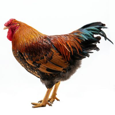 Image showing  Live Gold Laced Wyandotte Baby Chicks, 10 ct.