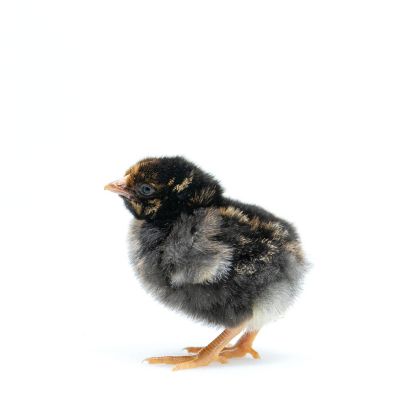 Image showing  Live Gold Laced Wyandotte Baby Chicks, 10 ct.