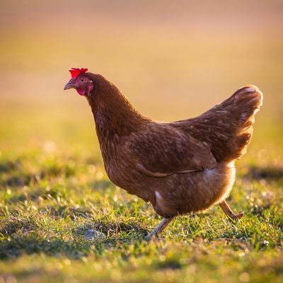 Hoover's Hatchery Live Red Sex Link Chickens, 10 ct.