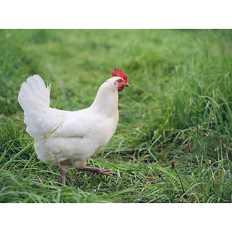 Hoover's Hatchery Live White Jersey Giant Chickens, 10 ct. Baby Chicks