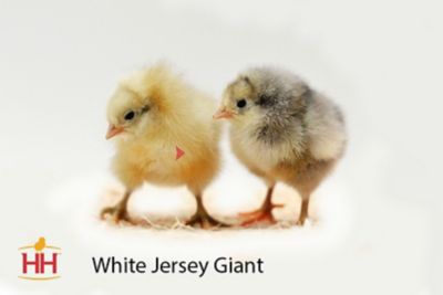 Image showing  Live White Jersey Giant Chickens, 10 ct. Baby Chicks