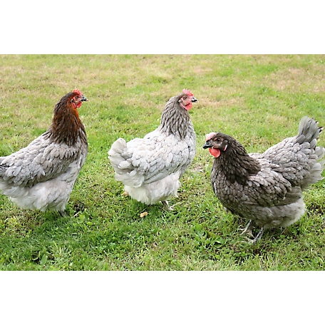 Hoover's Hatchery Live Sapphire Gem Chickens, 10 ct. Baby Chicks