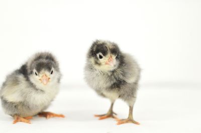 Image showing  Live Sapphire Gem Chickens, 10 ct. Baby Chicks