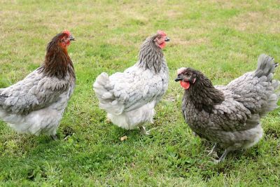 Hoover's Hatchery Live Sapphire Gem Chickens, 10 ct. Baby Chicks