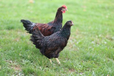 Hoover's Hatchery Live Barnevelder Chickens, 10 ct. Baby Chicks