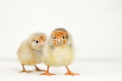 Image showing  Live Blue-Laced Red Wyandotte Chickens, 10 ct.