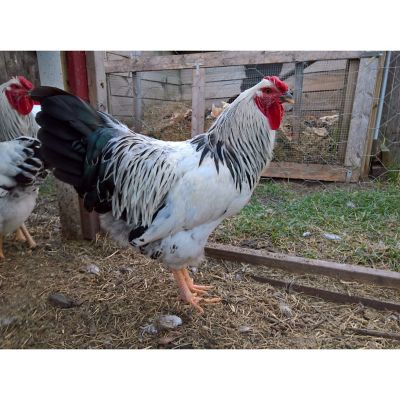 Hoover's Hatchery Live Columbian Wyandotte Chickens, 10 ct. Baby Chicks