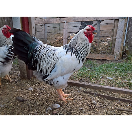 Hoover's Hatchery Live Columbian Wyandotte Chickens, 10 ct. Baby Chicks