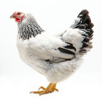 Hoover's Hatchery Live Columbian Wyandotte Baby Chicks, 10 ct.