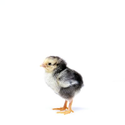 Image showing  Live Columbian Wyandotte Baby Chicks, 10 ct.
