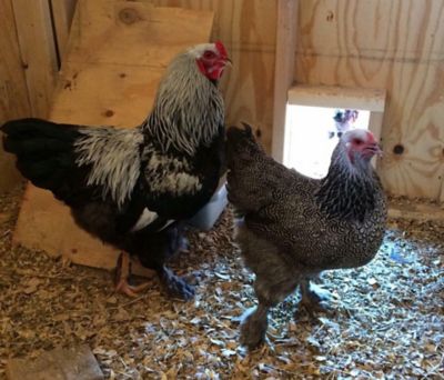 Hoover's Hatchery Live Dark Brahma Chickens, 10 ct. Baby Chicks