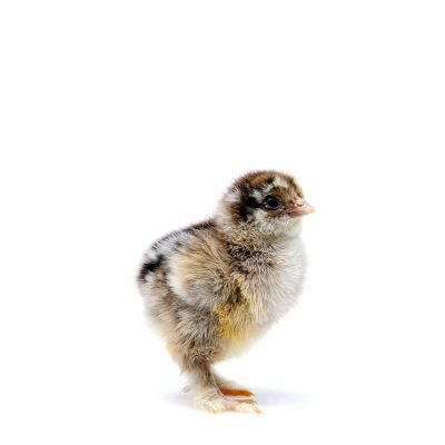 Image showing  Live Dark Brahma Chickens, 10 ct. Baby Chicks