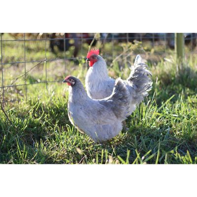 Hoover S Hatchery Lavender Orpington Live Chickens 10 Count Baby Chicks At Tractor Supply Co
