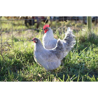 Lavender Orpington Chicken For Sale