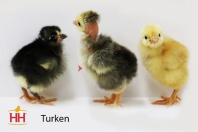 Image showing  Live Turkens (Naked Necks) Chickens, 10 ct. Baby Chicks
