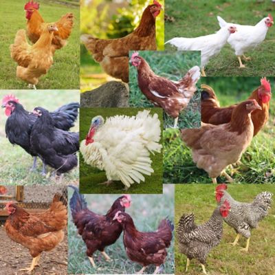Hoover's Hatchery Live Lone Turkey Special, 1 ct. Turkey Poult, 9 ct. Chicks