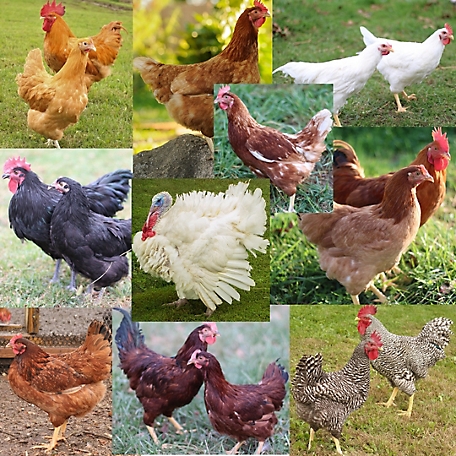 Hoover's Hatchery Live Lone Turkey Special, 1 ct. Turkey Poult, 9 ct. Chicks