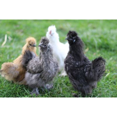 Hoovers Hatchery Mixed Silkie Special 10 Count Baby Chicks At Tractor Supply Co