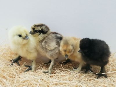 Image showing  Live Mixed Silkie Special Chickens, 10 ct.