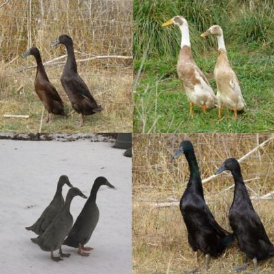 Hoover's Hatchery Live Assorted Runner Ducks, 10 ct.