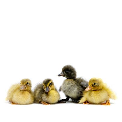 Image showing  Live Assorted Runner Ducklings, 10 ct.