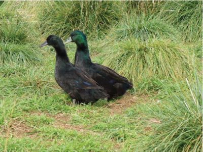 hoover's hatchery live cayuga ducks, 10 ct.