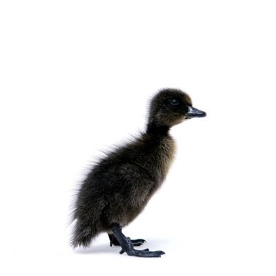 Image showing  Live Cayuga Ducklings, 10 ct.