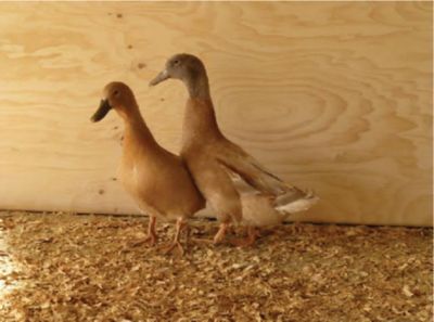 Ducks at Tractor Supply Co.