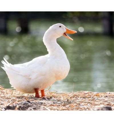 Hoover's Hatchery Live White Layer Ducks, 10 ct.