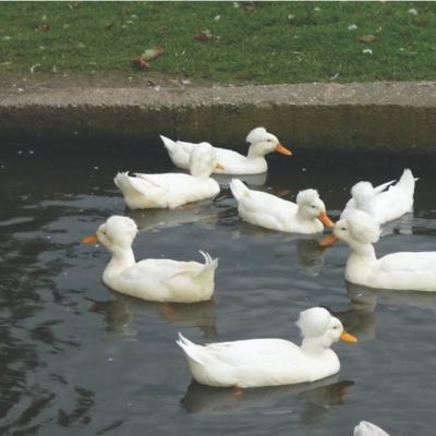 Hoover's Hatchery Live White Crested Ducks, 10 ct.