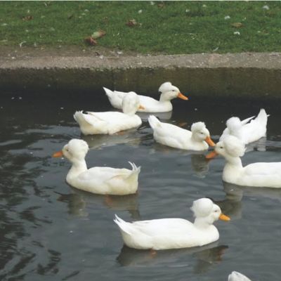 Ducks at Tractor Supply Co.