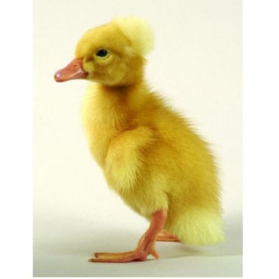 Image showing  Live White Crested Ducklings, 10 ct.