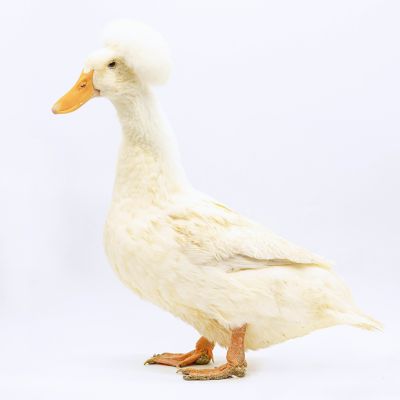 Image showing  Live White Crested Ducklings, 10 ct.