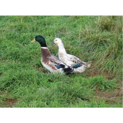 Hoover's Hatchery Live Welsh Harlequin Ducks, 10 ct.