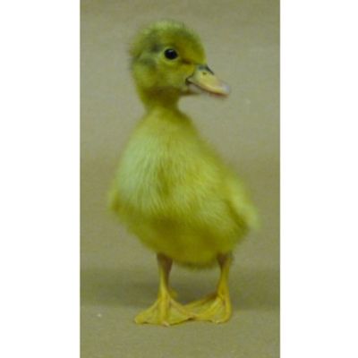 Image showing  Live Welsh Harlequin Ducks, 10 ct.