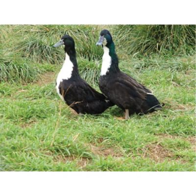 Hoover's Hatchery Live Black Swedish Ducks, 10 ct.