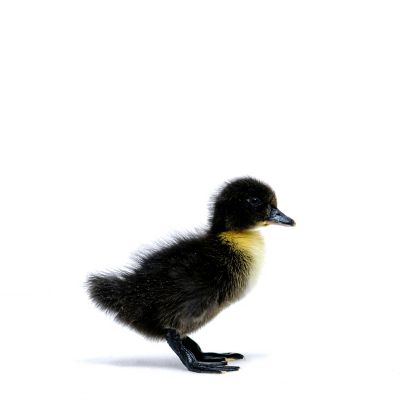 Image showing  Live Black Swedish Ducks, 10 ct.