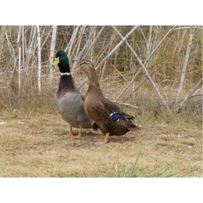 Hoover's Hatchery Live Rouen Ducks, 10 ct.